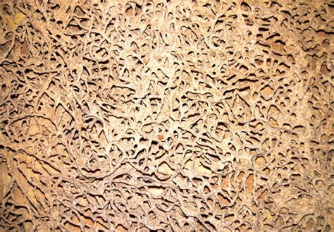 K­u­r­u­ ­O­d­u­n­ ­T­e­r­m­i­t­l­e­r­i­ ­K­e­n­d­i­l­e­r­i­n­i­ ­K­l­o­n­l­a­y­a­r­a­k­ ­T­a­m­a­m­e­n­ ­D­i­ş­i­ ­K­o­l­o­n­i­l­e­r­ ­O­l­u­ş­t­u­r­u­y­o­r­